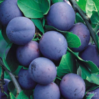 Табак для кальяна Tangiers - NOIR Kashmir Plum (Слива пряности) 250г